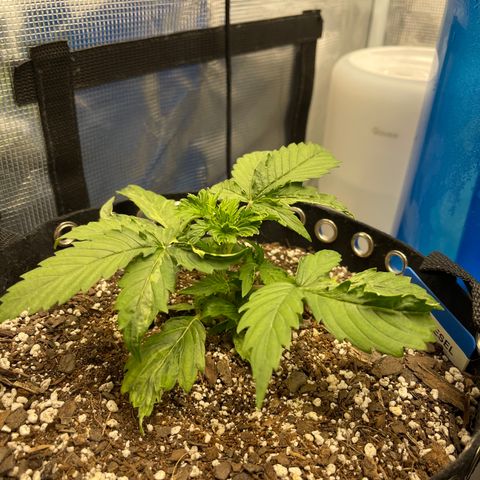 Blue Diesel 1 growlog timeline photo
