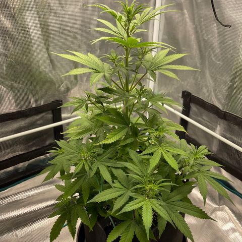 Super Lemon Haze Auto 1/20 growlog timeline photo