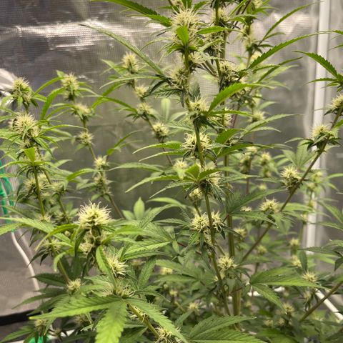 Super Lemon Haze Auto 1/20 growlog photo: Flushing day