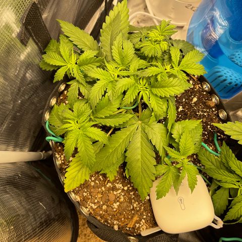Gelato 1 growlog timeline photo