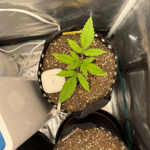 Pineapple 1 growlog timeline photo