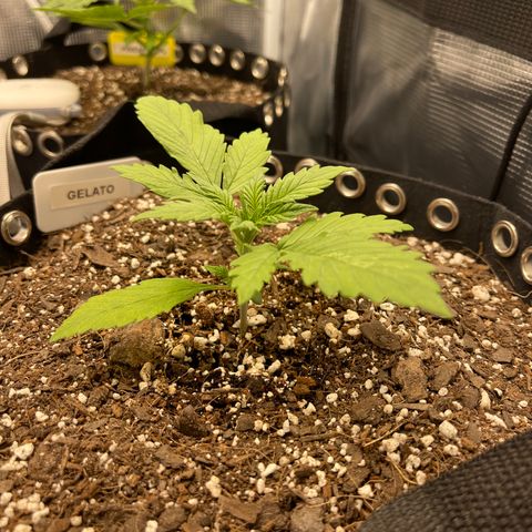 Gelato 1 growlog timeline photo