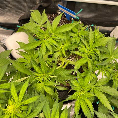 Blue Diesel 1 growlog timeline photo