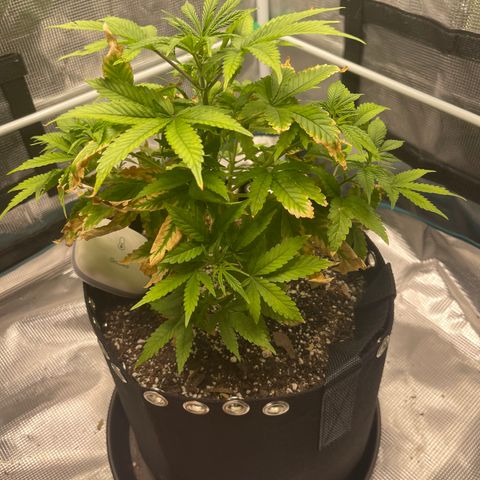Super Lemon Haze Auto 1/20 growlog timeline photo
