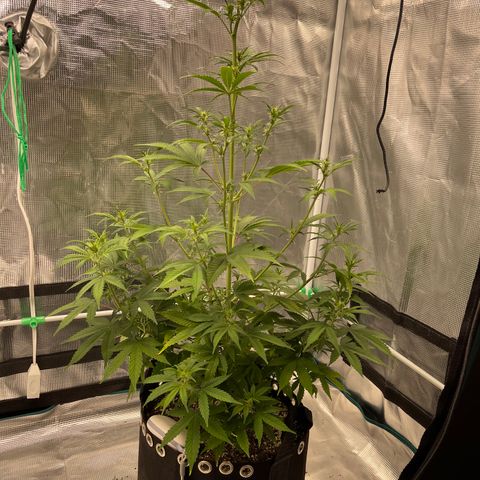 Super Lemon Haze Auto 1/20 growlog timeline photo