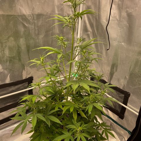 Super Lemon Haze Auto 1/20 growlog timeline photo