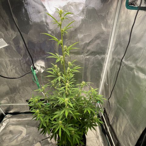 Super Lemon Haze Auto 1/20 growlog timeline photo