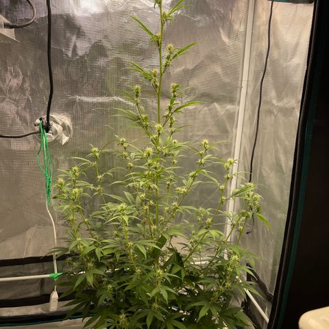 Super Lemon Haze Auto 1/20 growlog photo: Defoliation 