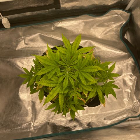 Super Lemon Haze Auto 1/20 growlog timeline photo