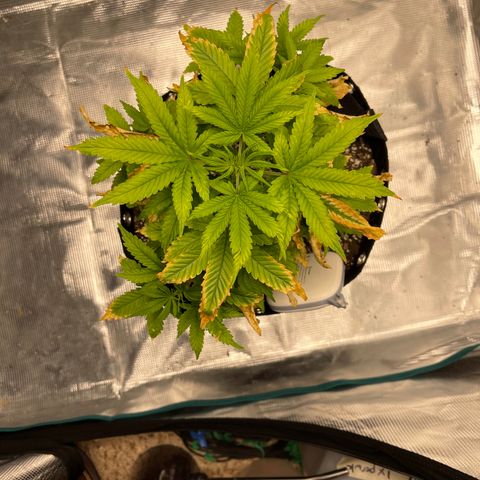 Super Lemon Haze Auto 1/20 growlog timeline photo