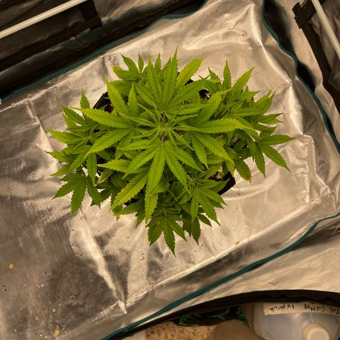 Super Lemon Haze Auto 1/20 growlog photo: Before LST