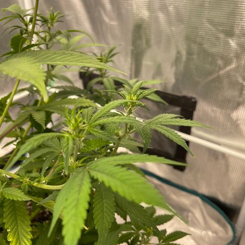 Super Lemon Haze Auto 1/20 growlog timeline photo