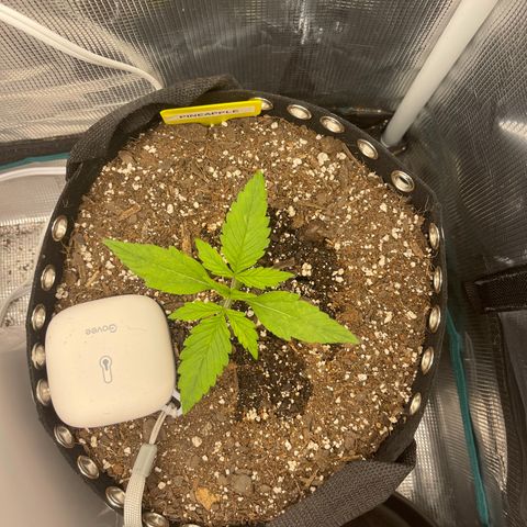 Pineapple 1 growlog timeline photo