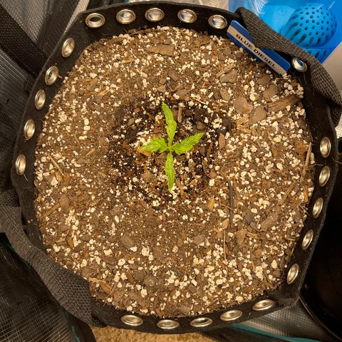 Blue Diesel 1 growlog timeline photo