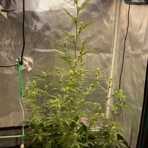 Super Lemon Haze Auto 1/20 growlog photo: Defoliation 