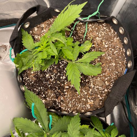 Blue Diesel 1 growlog timeline photo