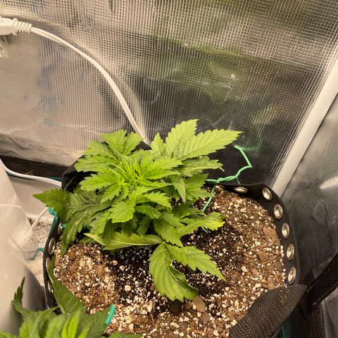 Blue Diesel 1 growlog timeline photo