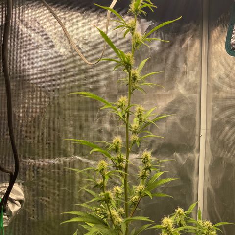 Super Lemon Haze Auto 1/20 growlog timeline photo