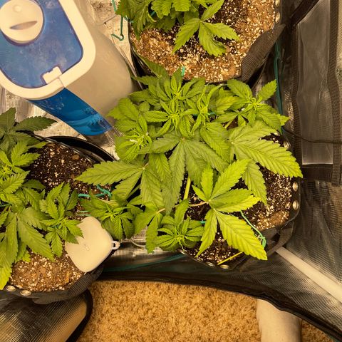 Pineapple 1 growlog timeline photo