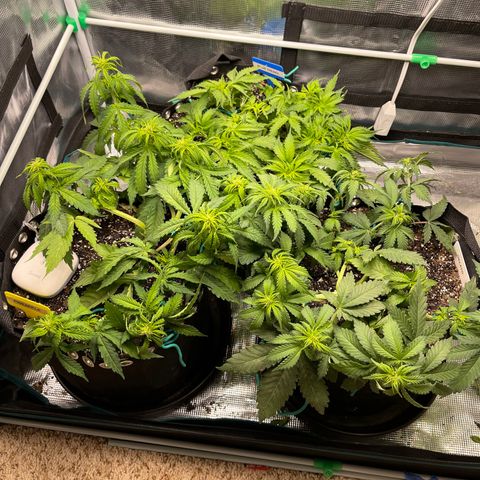 Pineapple 1 growlog timeline photo