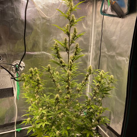 Super Lemon Haze Auto 1/20 growlog timeline photo