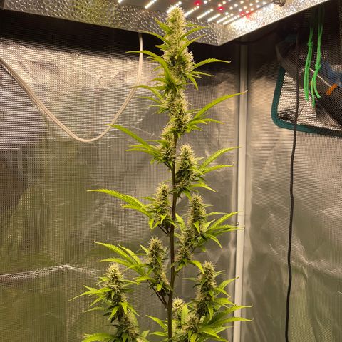 Super Lemon Haze Auto 1/20 growlog timeline photo