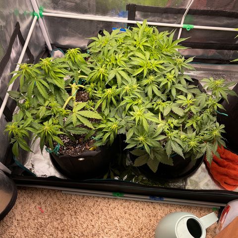 Pineapple 1 growlog timeline photo