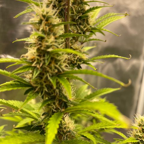 Super Lemon Haze Auto 1/20 growlog timeline photo