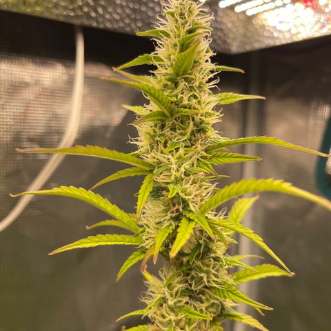 Super Lemon Haze Auto 1/20 growlog timeline photo
