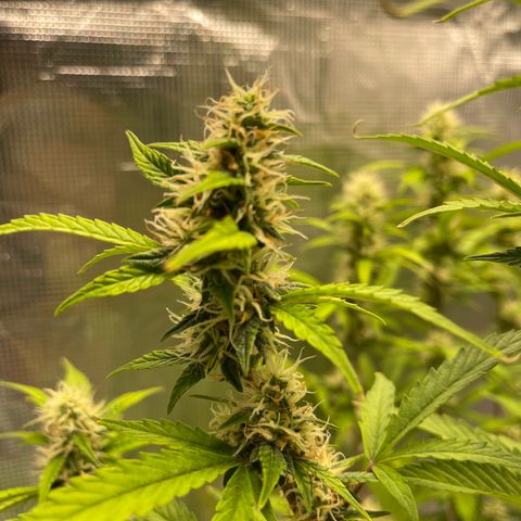 Super Lemon Haze Auto 1/20 growlog timeline photo