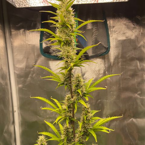 Super Lemon Haze Auto 1/20 growlog timeline photo