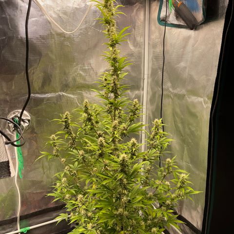 Super Lemon Haze Auto 1/20 growlog timeline photo