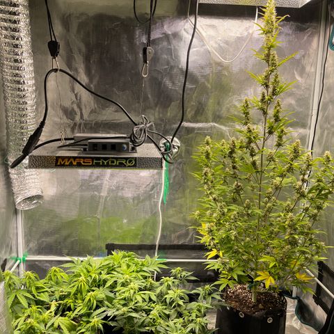 Pineapple 1 growlog timeline photo