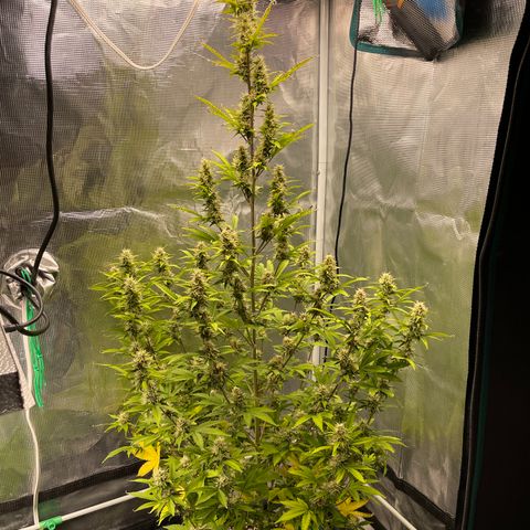 Super Lemon Haze Auto 1/20 growlog timeline photo