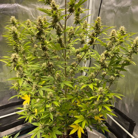 Super Lemon Haze Auto 1/20 growlog timeline photo