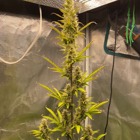 Super Lemon Haze Auto 1/20 growlog timeline photo