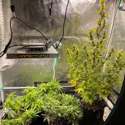 Pineapple 1 growlog timeline photo