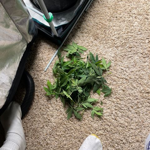 Pineapple 1 growlog timeline photo