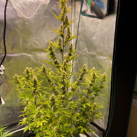 Super Lemon Haze Auto 1/20 growlog timeline photo