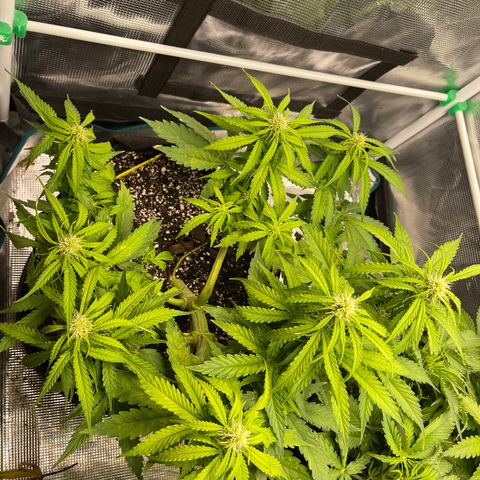 Pineapple 1 growlog timeline photo