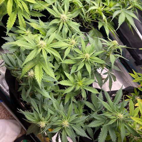Gelato 1 growlog timeline photo