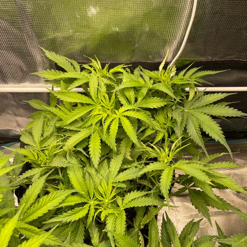 Blue Diesel 1 growlog timeline photo