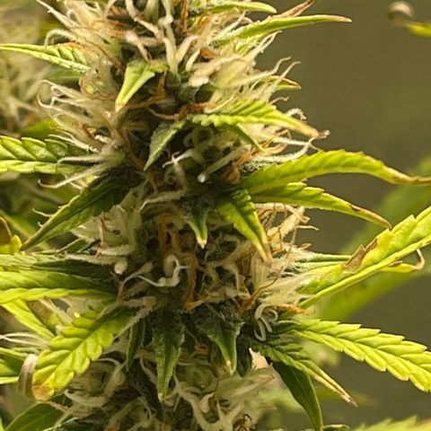 Super Lemon Haze Auto 1/20 growlog timeline photo