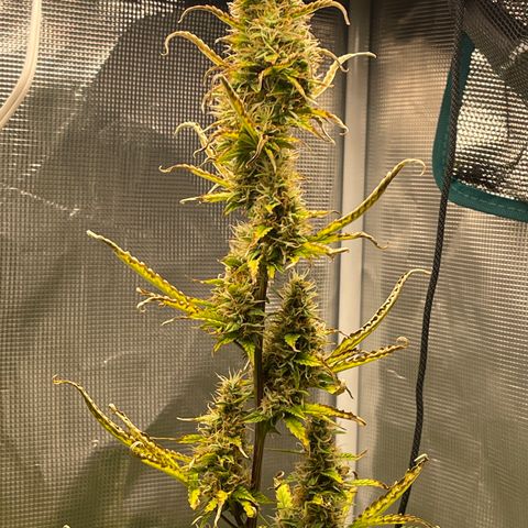 Super Lemon Haze Auto 1/20 growlog timeline photo