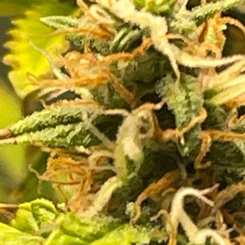 Super Lemon Haze Auto 1/20 growlog timeline photo