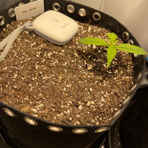 OG Jack (April 2022) growlog timeline photo