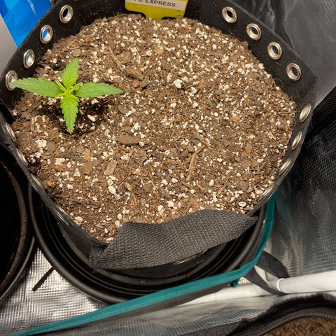 Pineapple X (April 2022) growlog timeline photo