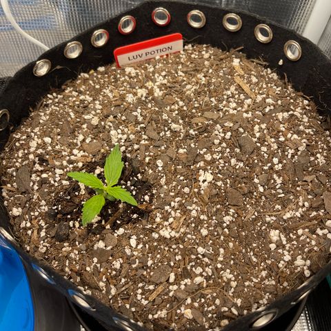 Love Potion (April 2022) growlog timeline photo