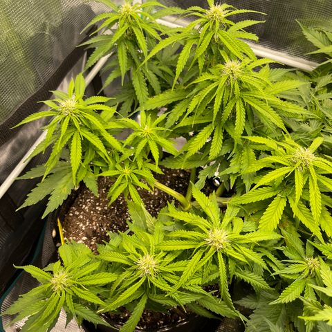 Pineapple 1 growlog timeline photo