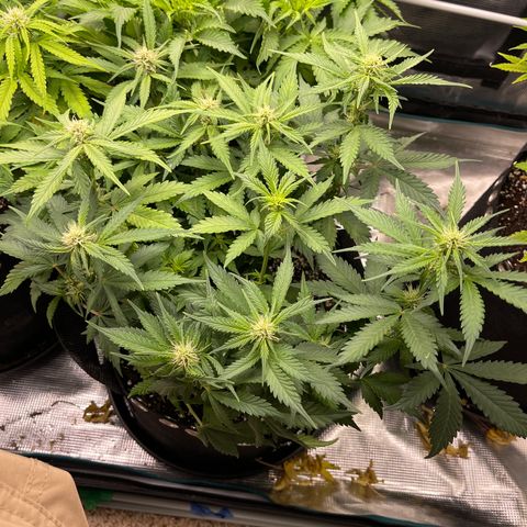 Gelato 1 growlog timeline photo